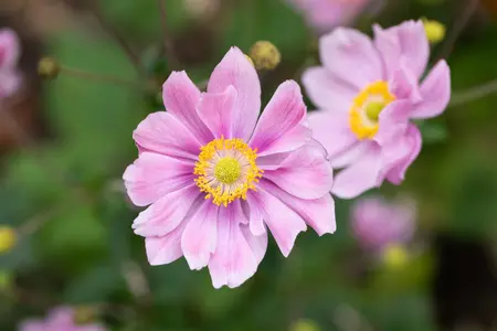 Anemone hyb. 'Ouvert?re' - P9 - image 2