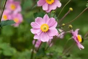 Anemone hyb. 'Ouvert?re' - P9 - image 3