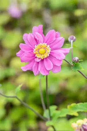 Anemone hyb. 'Pamina' - 2 Ltr pot - image 4