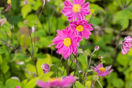 Anemone hyb. 'Pamina' - 2 Ltr pot - image 1