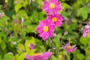 Anemone hyb. 'Pamina'
