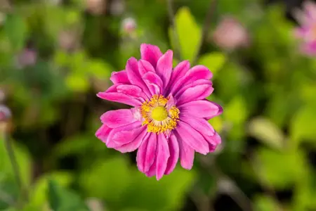Anemone hyb. 'Pamina' - 2 Ltr pot - image 2