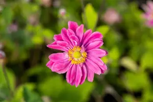 Anemone hyb. 'Pamina' - 2 Ltr pot - image 2