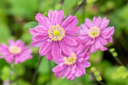Anemone hyb. 'Pamina' - 2 Ltr pot - image 5