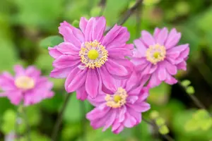 Anemone hyb. 'Pamina' - 2 Ltr pot - image 5