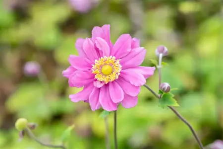 Anemone hyb. 'Pamina' - 2 Ltr pot - image 3