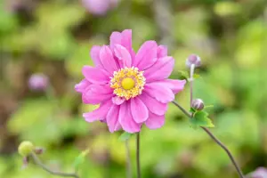 Anemone hyb. 'Pamina' - 3 Ltr pot - image 3