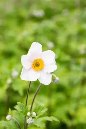 Anemone hyb. 'Ruffled Swan'? - P9 - image 2