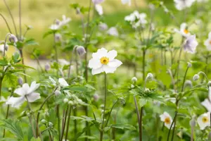 Anemone hyb. 'Ruffled Swan'?