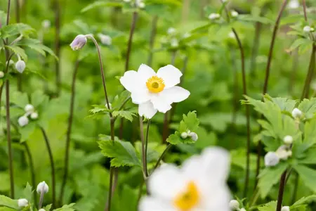 Anemone hyb. 'Ruffled Swan'? - P9 - image 3