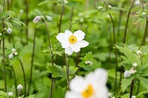 Anemone hyb. 'Ruffled Swan'? - 2 Ltr pot - image 3