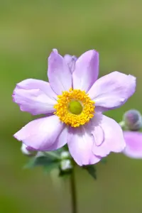 Anemone hyb. 'Serenade' - 3 Ltr pot - image 2