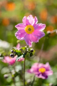Anemone hyb. 'Serenade' - 3 Ltr pot - image 4