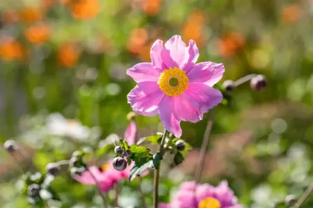 Anemone hyb. 'Serenade' - 3 Ltr pot - image 3
