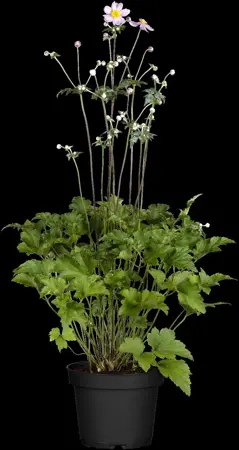 Anemone hyb. 'Serenade' - 3 Ltr pot - image 1
