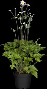 Anemone hyb. 'Serenade'