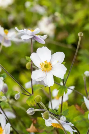 Anemone hyb. 'Whirlwind' - 1.5 Ltr pot - image 5
