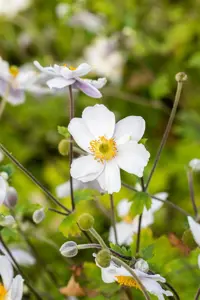 Anemone hyb. 'Whirlwind' - 1.5 Ltr pot - image 5