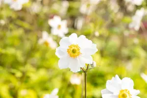 Anemone hyb. 'Whirlwind'