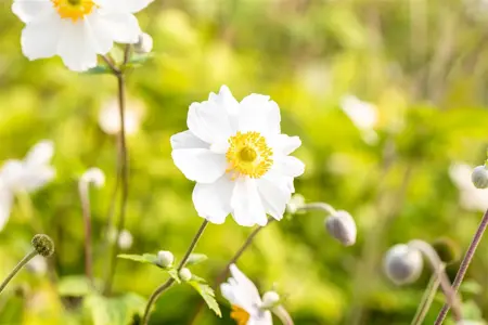 Anemone hyb. 'Whirlwind' - 1.5 Ltr pot - image 2