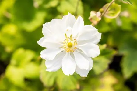 Anemone hyb. 'Whirlwind' - 1.5 Ltr pot - image 3