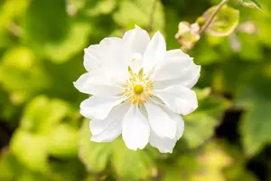 Anemone hyb. 'Whirlwind' - 1.5 Ltr pot - image 3