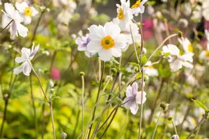 Anemone hyb. 'Whirlwind' - 1.5 Ltr pot - image 4