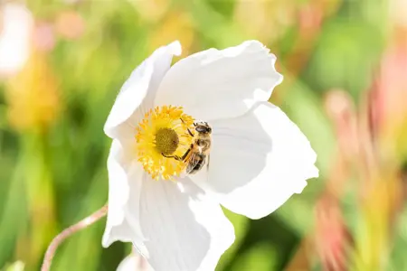 Anemone hyb. 'Wild Swan' - P9 - image 1