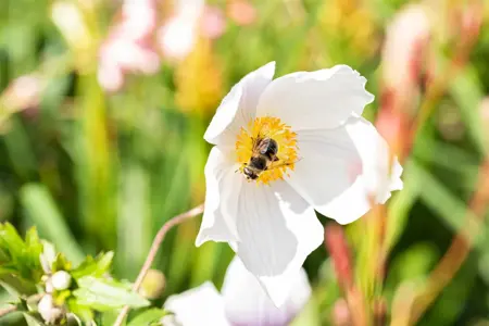 Anemone hyb. 'Wild Swan' - P9 - image 2