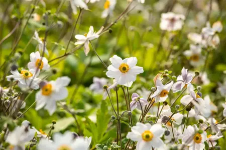 Anemone hyb. 'Wild Swan' - P9 - image 3