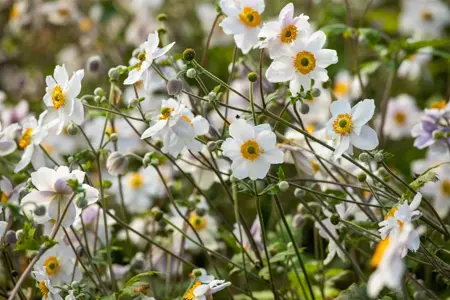 Anemone hyb. 'Wild Swan' - P9 - image 4