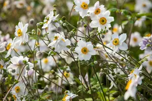 Anemone hyb. 'Wild Swan' - P11 - image 4
