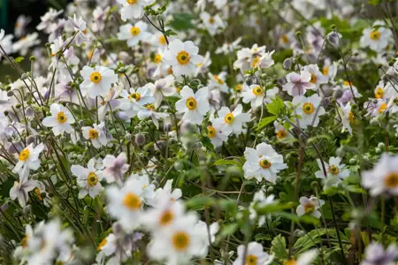 Anemone hyb. 'Wild Swan' - P9 - image 5