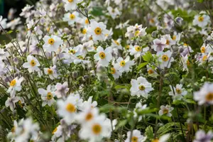 Anemone hyb. 'Wild Swan' - P9 - image 5