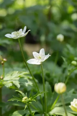 Anemone leveillei - P9