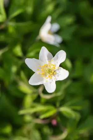 Anemone nemorosa - P9 - image 4