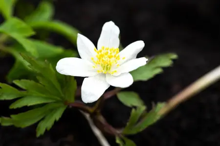 Anemone nemorosa - P9 - image 3