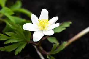 Anemone nemorosa - P9 - image 3