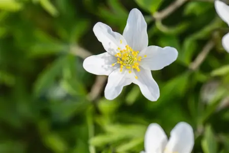 Anemone nemorosa - P9 - image 5