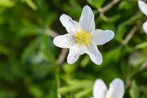 Anemone nemorosa - flower bulb - image 5