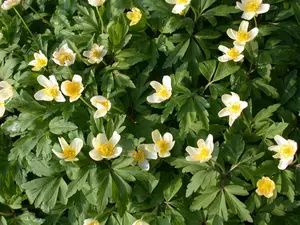 Anemone nemorosa - flower bulb - image 5
