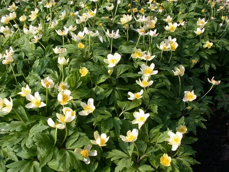 Anemone nemorosa - flower bulb - image 2