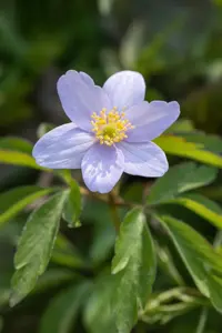 Anemone nemorosa 'Robinsoniana' - P9 - image 2