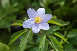 Anemone nemorosa 'Robinsoniana'