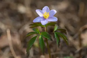Anemone nemorosa 'Robinsoniana' - P9 - image 3