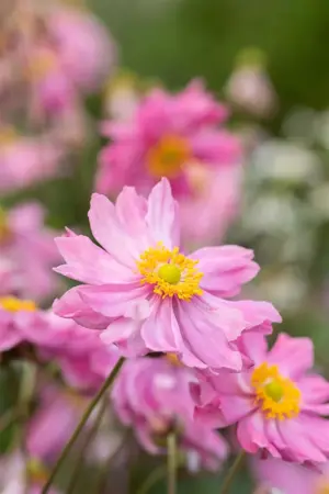 Anemone 'Pretty Lady Emily' - P9 - image 1