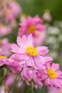 Anemone 'Pretty Lady Emily'