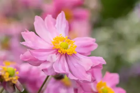 Anemone 'Pretty Lady Emily' - P9 - image 2