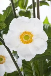 Anemone sylvestris