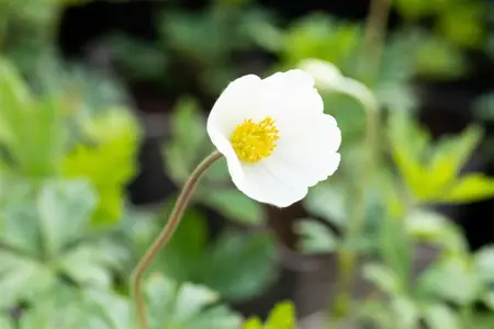 Anemone sylvestris - 2 Ltr pot - image 2